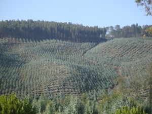 foto terreno